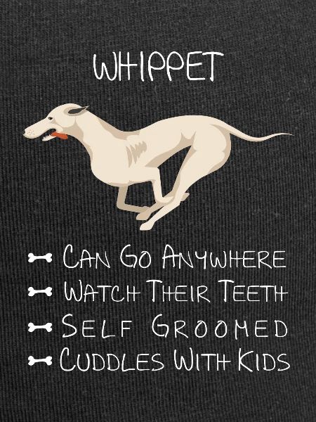 Whippet Dog
