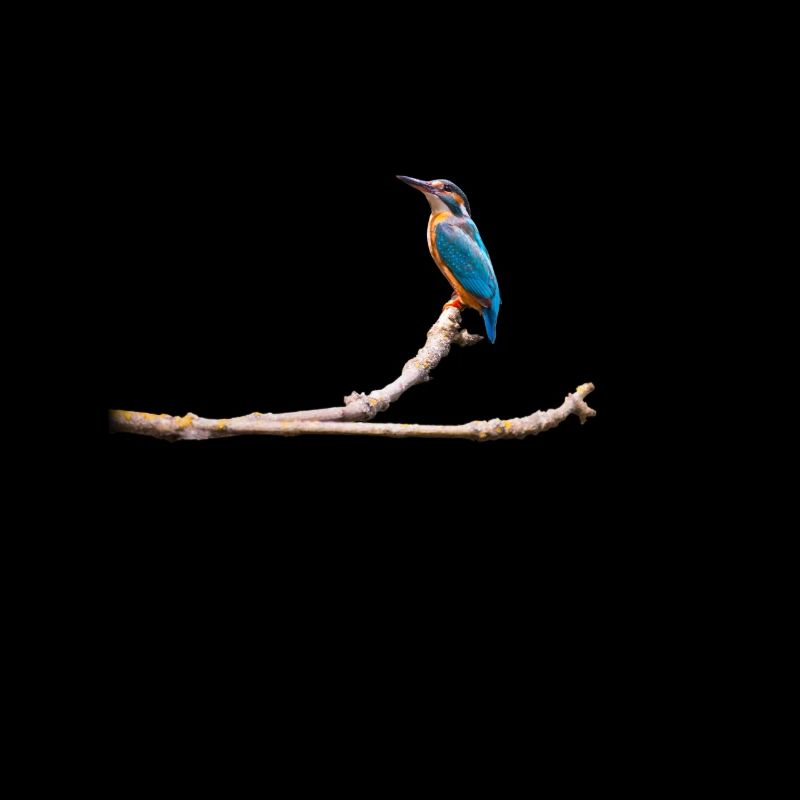 Martin-pêcheur sur une branche