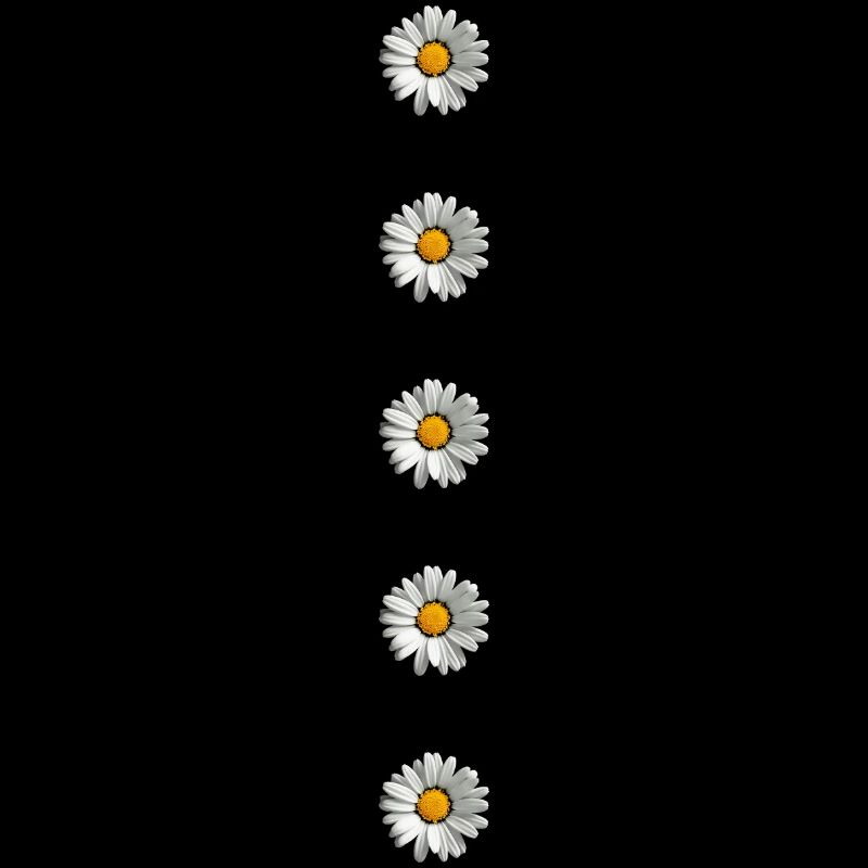 Gänseblümchen, Knöpfe, Blume, Frühling, Sommer,