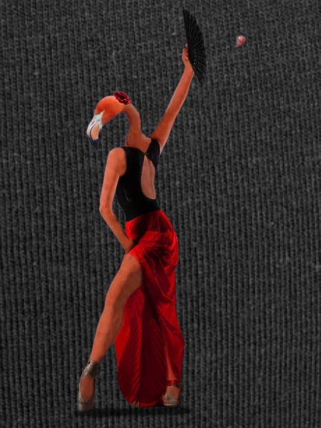 Flamenco flamingo!