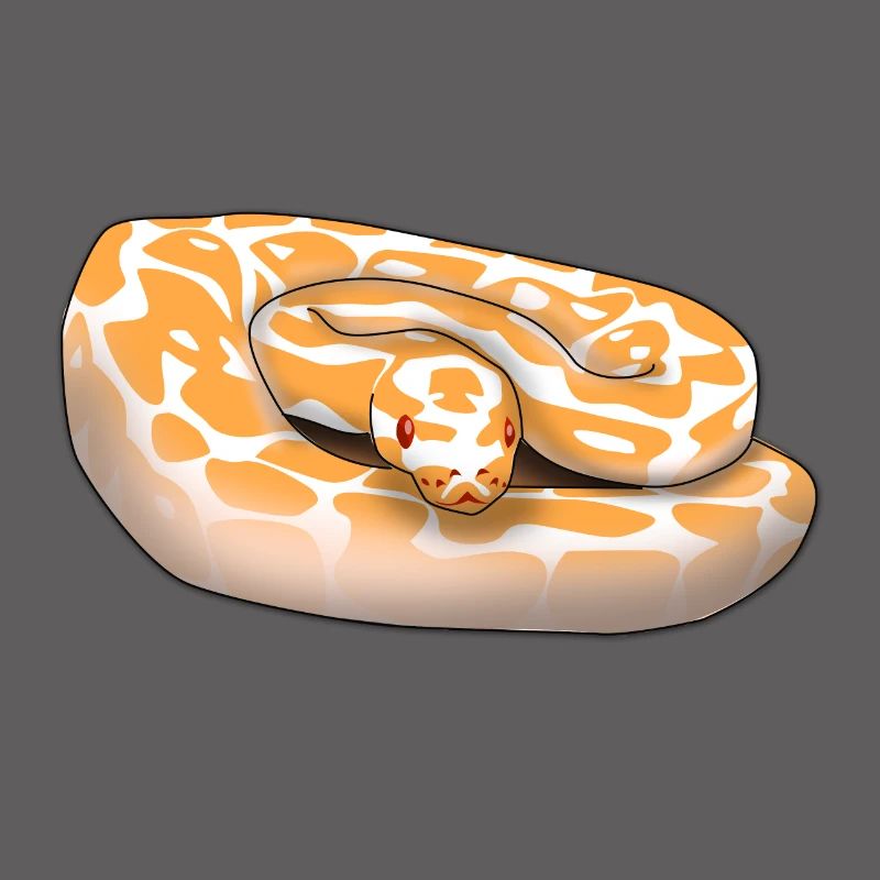 Lavender Albino Königspython (Python regius) Schla