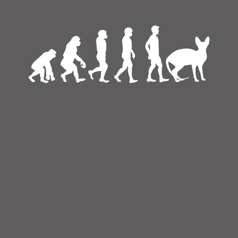 Sphynx Cat Sphynx Cat Evolution