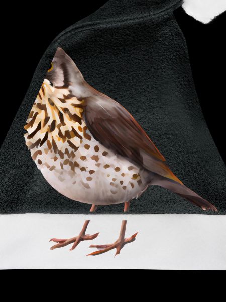 Drossel Vogel