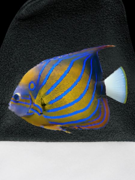 fish tropical