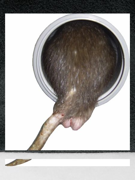 Ratte im Rohr hinter