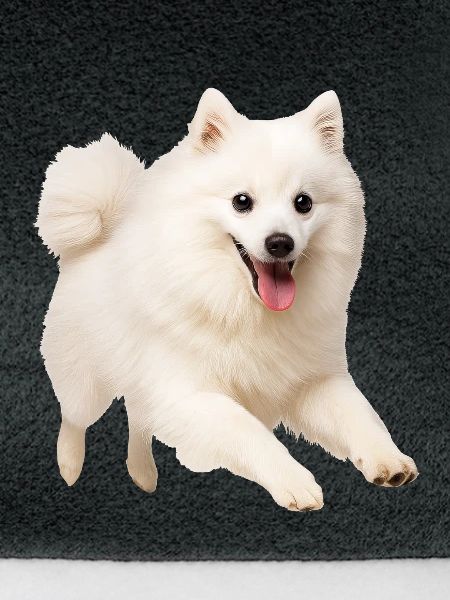 Japan Spitz