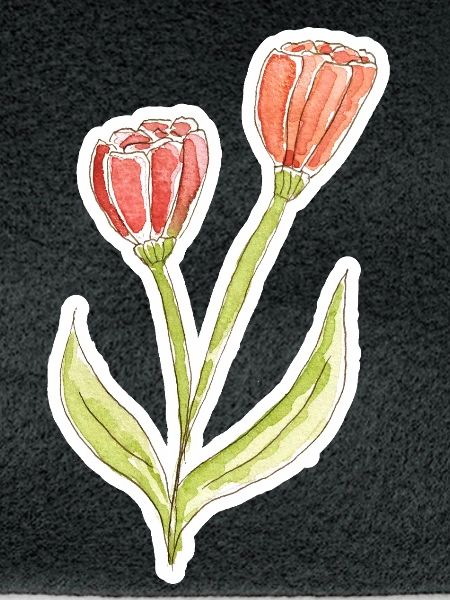 Wasserfarbene Tulpe