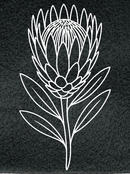 Protea Linienkunst