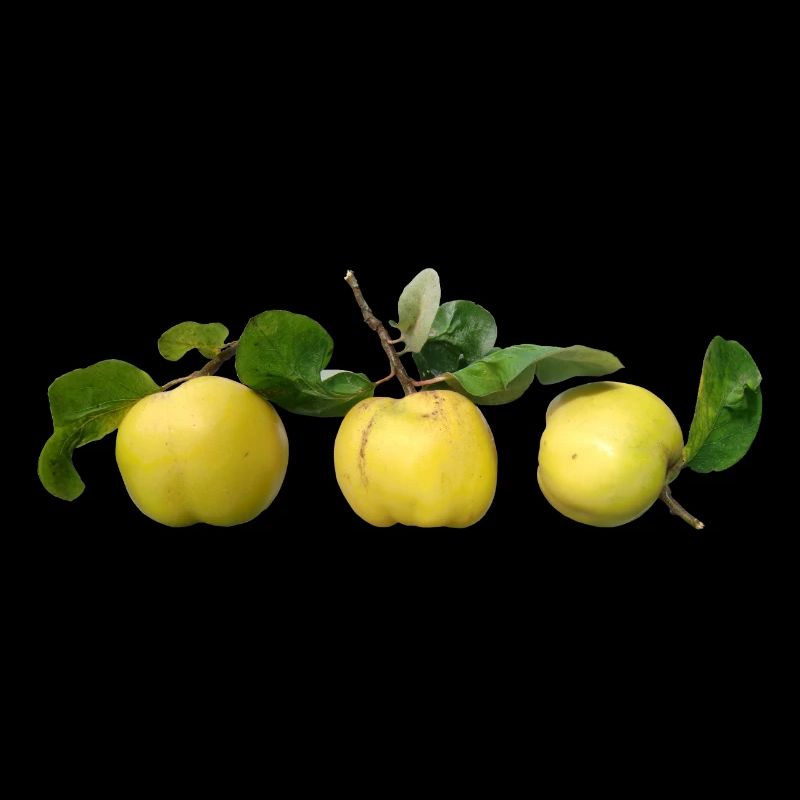 Quitten