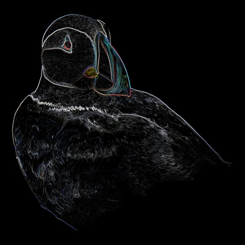 Portrait de paon-plongeur