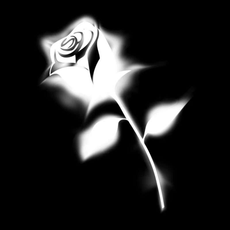 Rose blanche