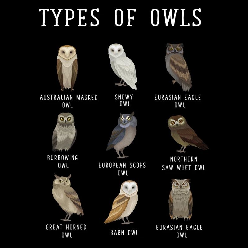 Eulentypen, Eule, Eulen, Schneeeule, Barn Owl
