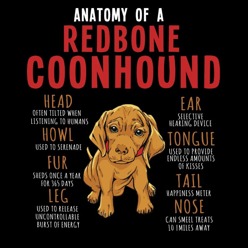 Anatomie d’un Redbone Coonhound