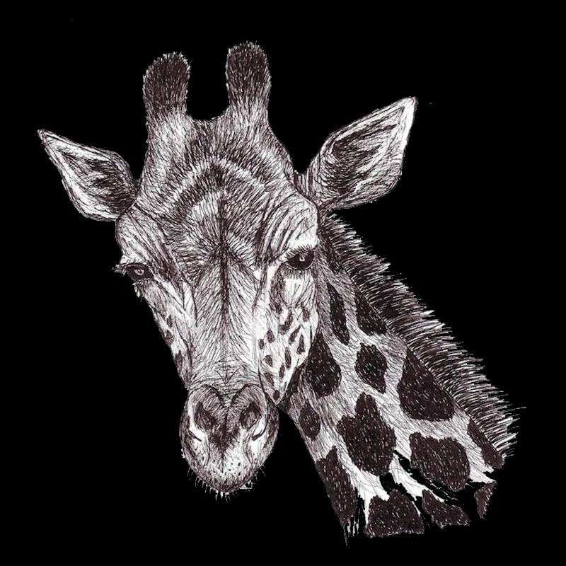 Giraffe head drawn