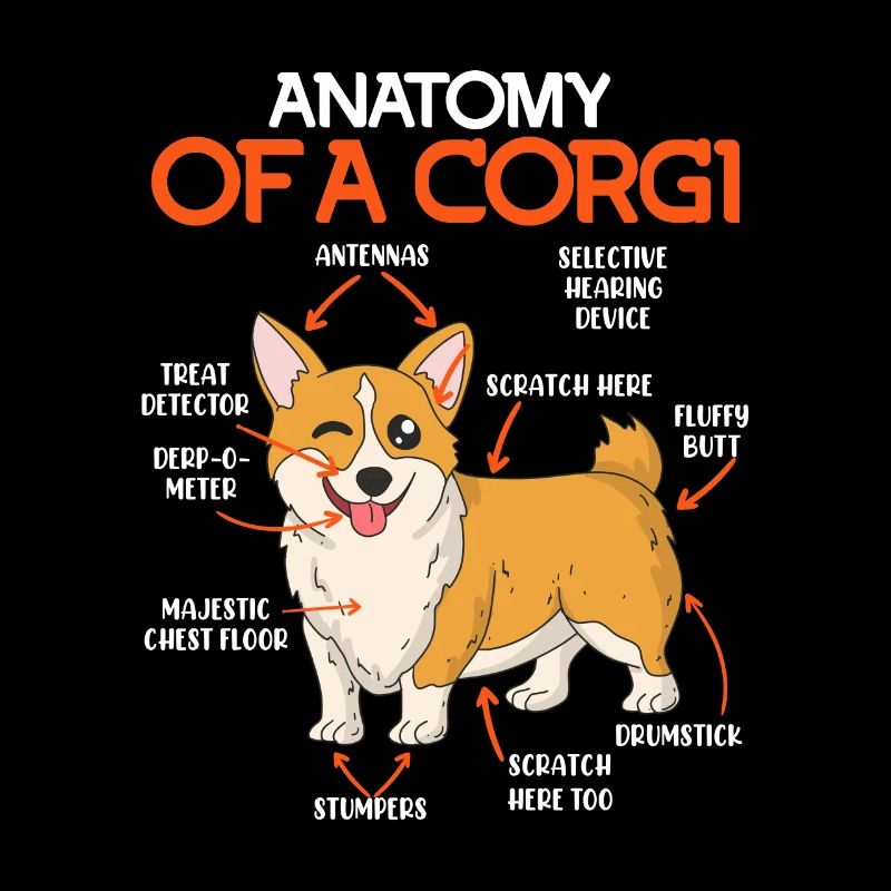 Corgi Hundebesitzer Anatomie eines Corgis