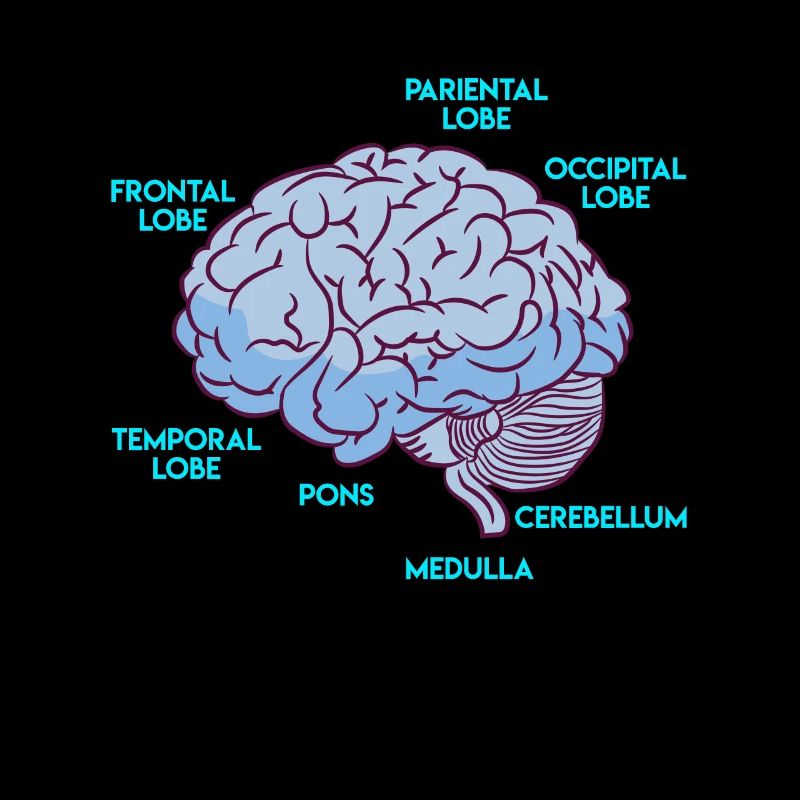 Anatomie eines Gehirns Medizin Student