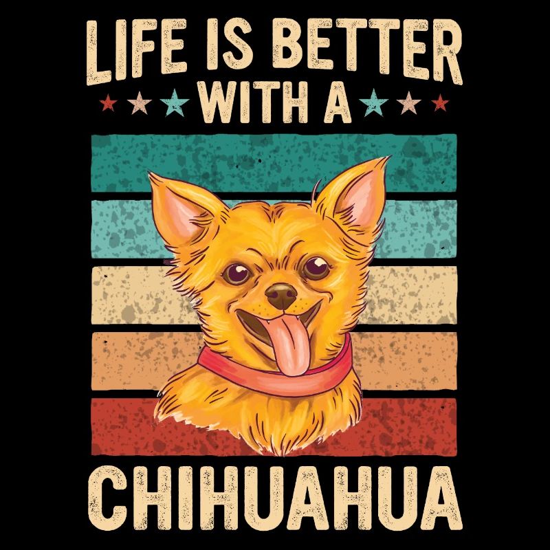 Chihuahua Hund