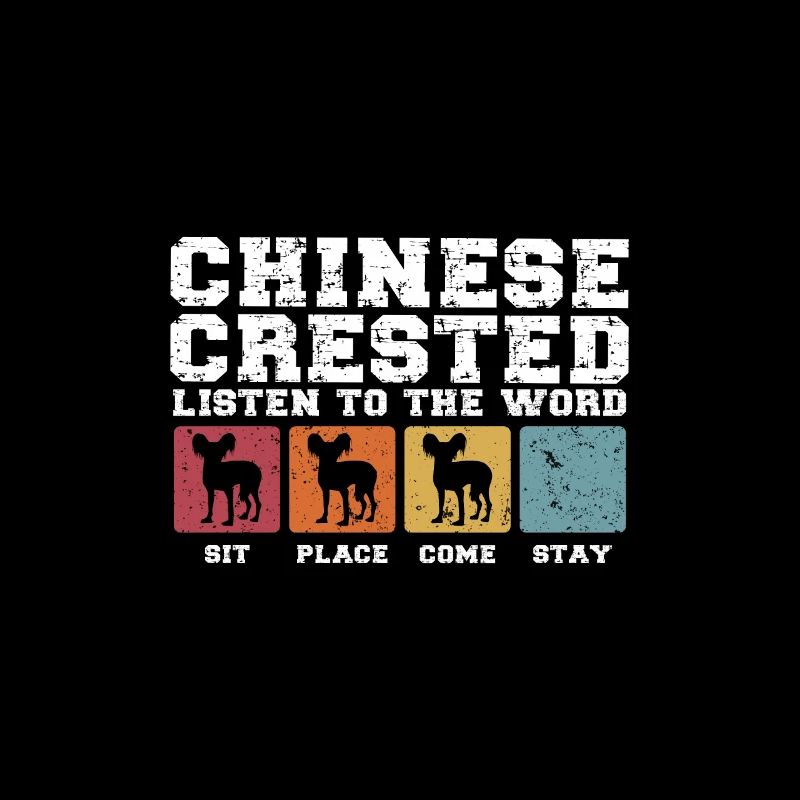 Les chiens chinois à crête écoutent le mot