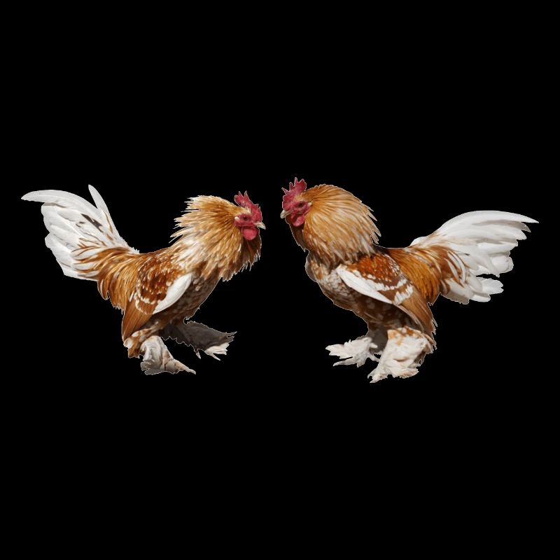 Deux cochin coqs à la ferme