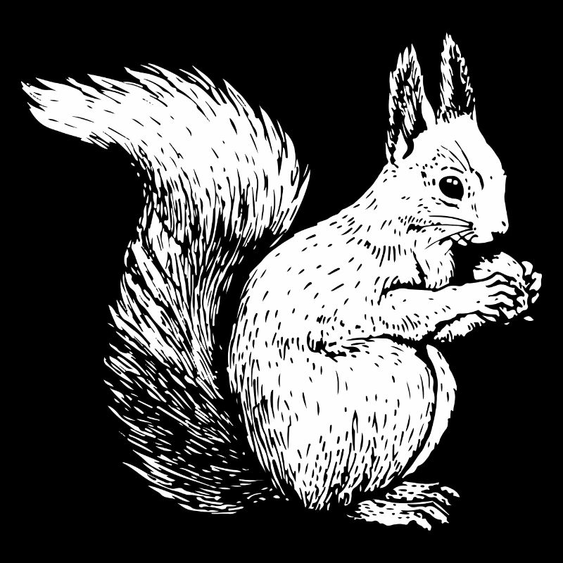 Tier des Waldes Eichhörnchen gezeichnet