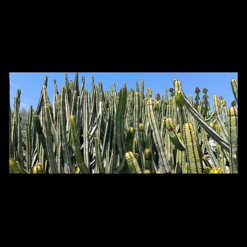Cactus canarien