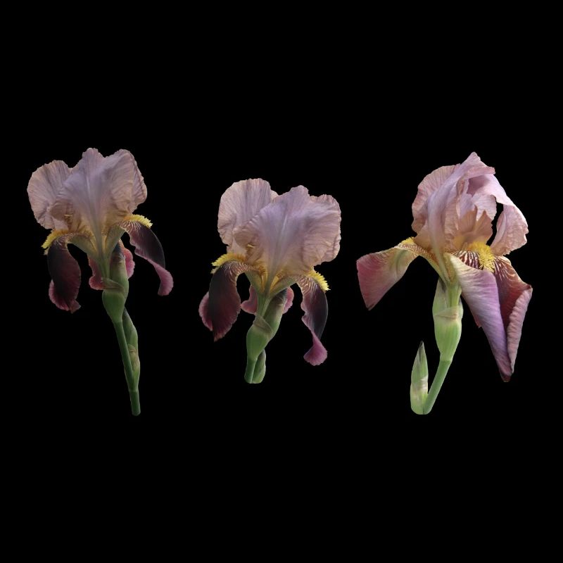 Iris