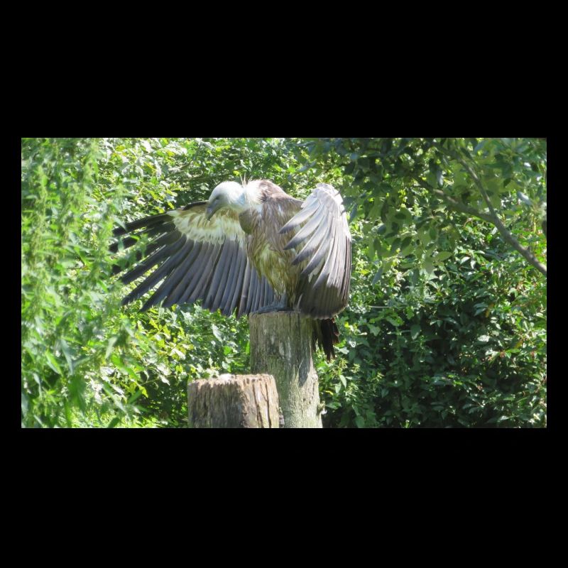 Beau grand vautour aux ailes déployées