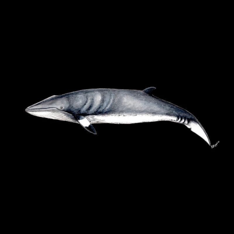 Minke - Zwergwal - Petit rorqual