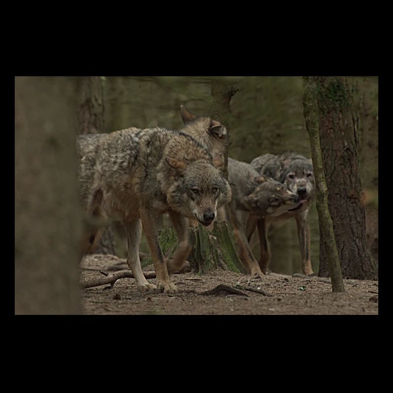 Wolves.