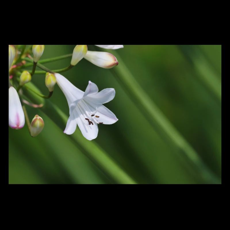 White Lily Flower Macro