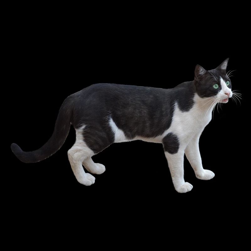 chat chat