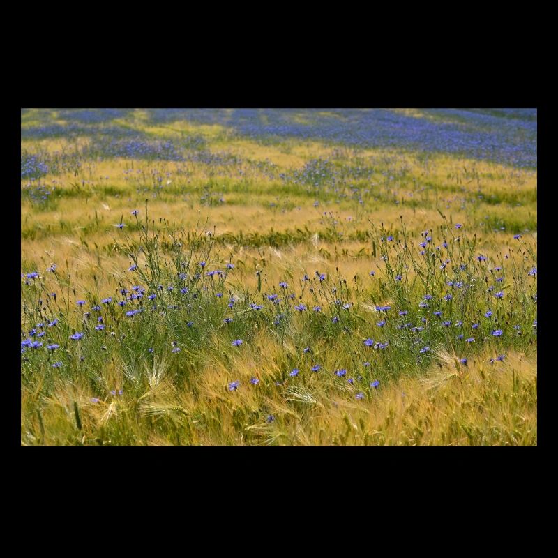 Cornflower Field