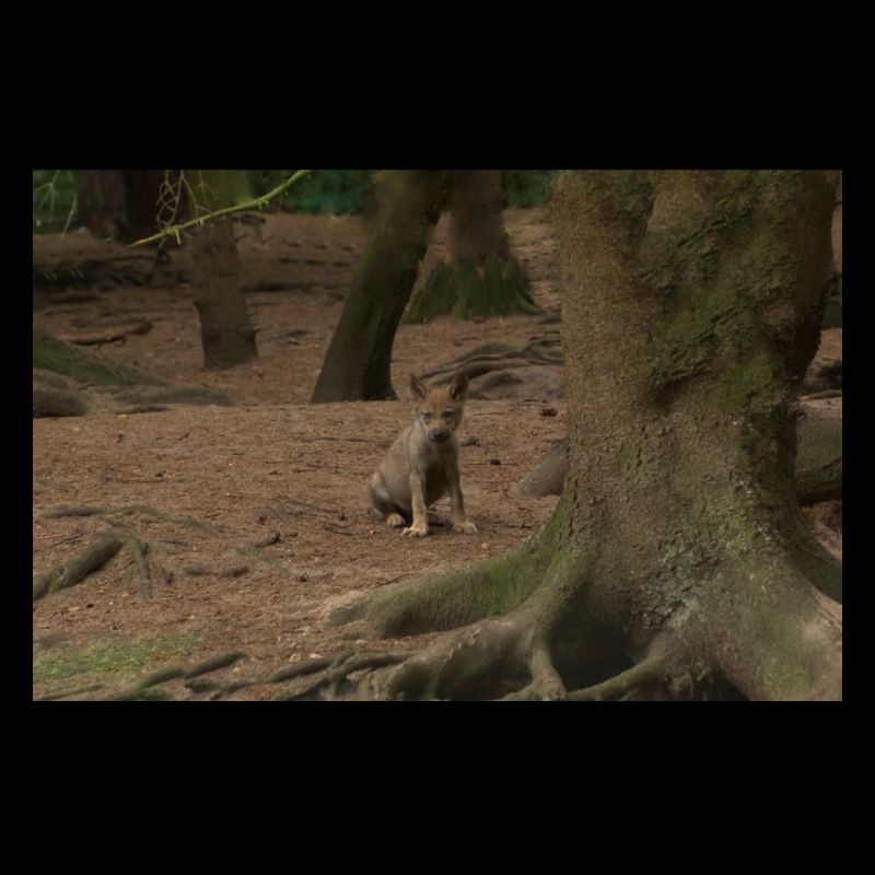 Wolf.