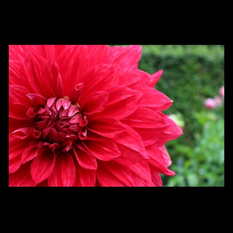 Dahlia Fleur Rouge, Fleur