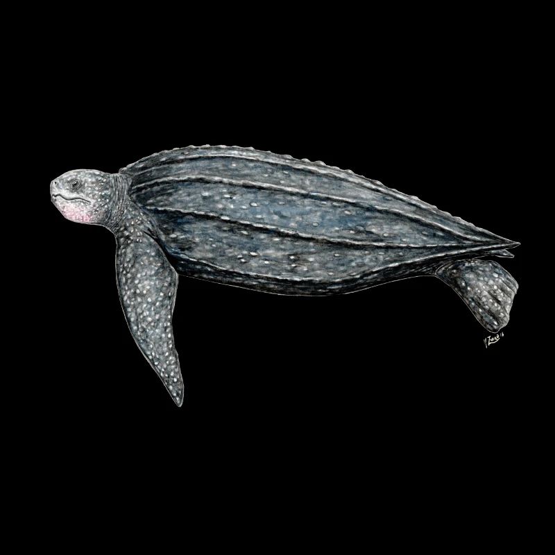 Tortue luth Leatherback turtle leatherback turtle