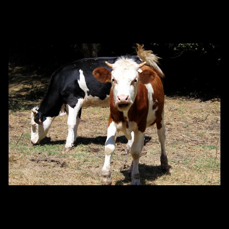 Affiche de vache