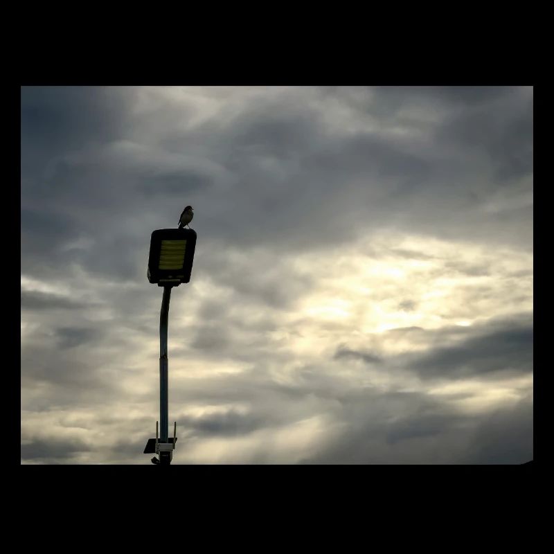 Bird on a lamppost under clouds