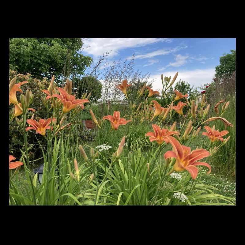Lilies