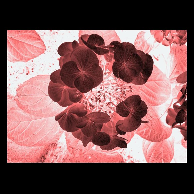 Rote Hydrangea Florales Muster