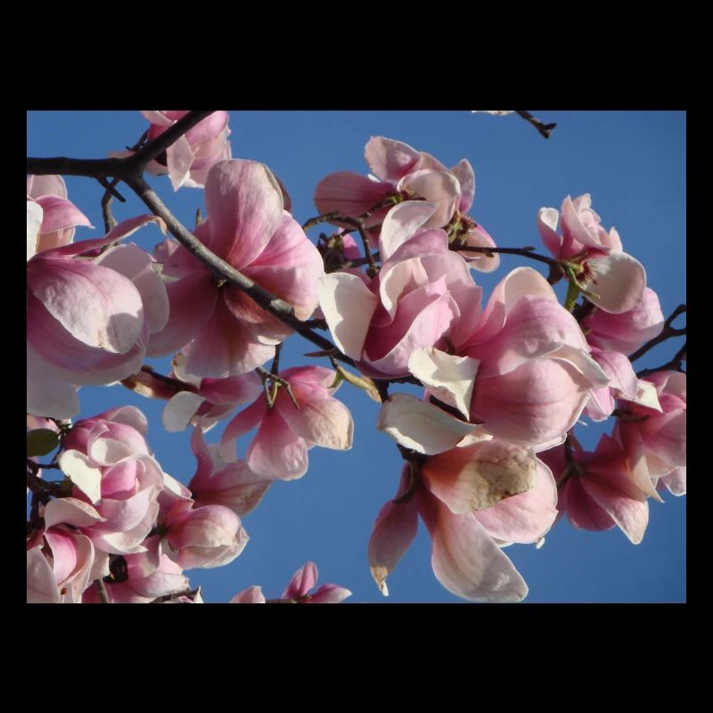 Pink magnolia branches in spring