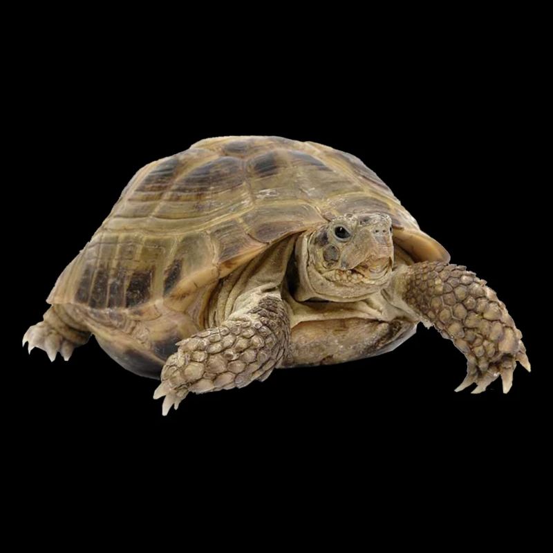 turtle tortoise animals animals7