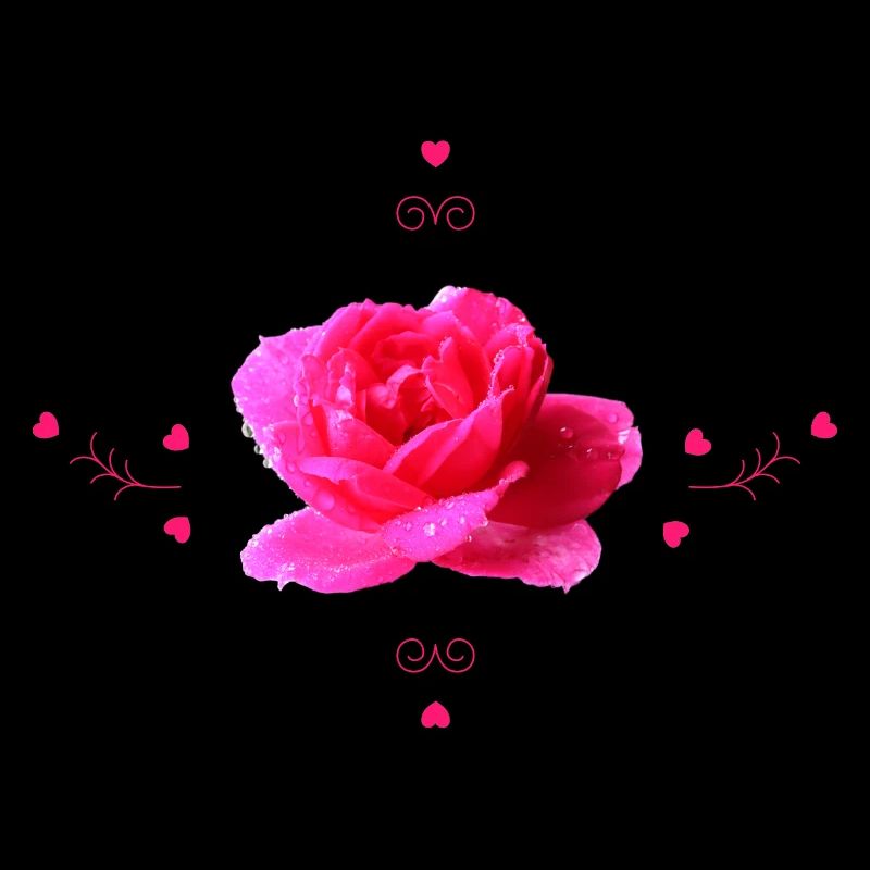 pink rose