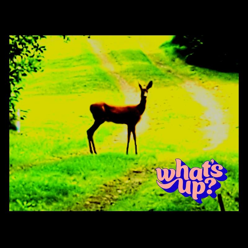 whats up