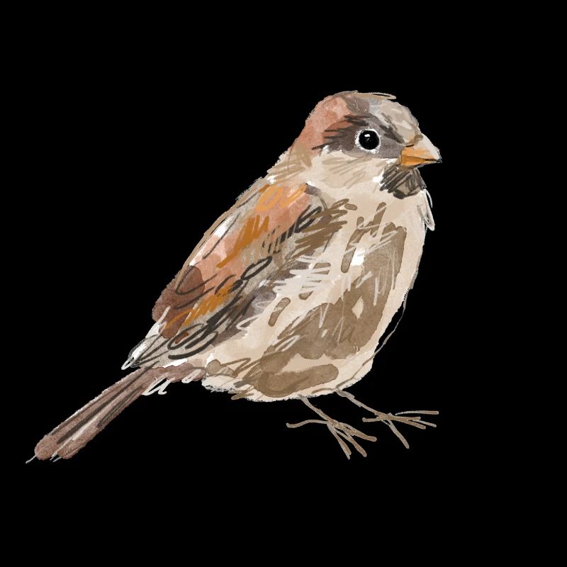 Sparrow