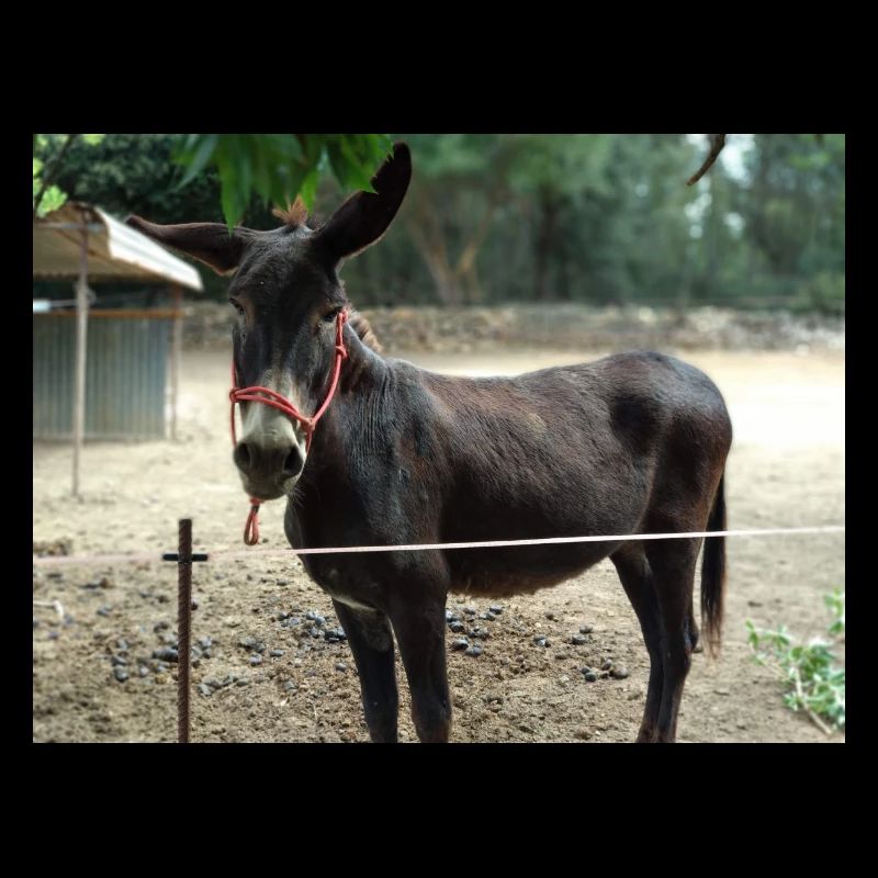 Donkey