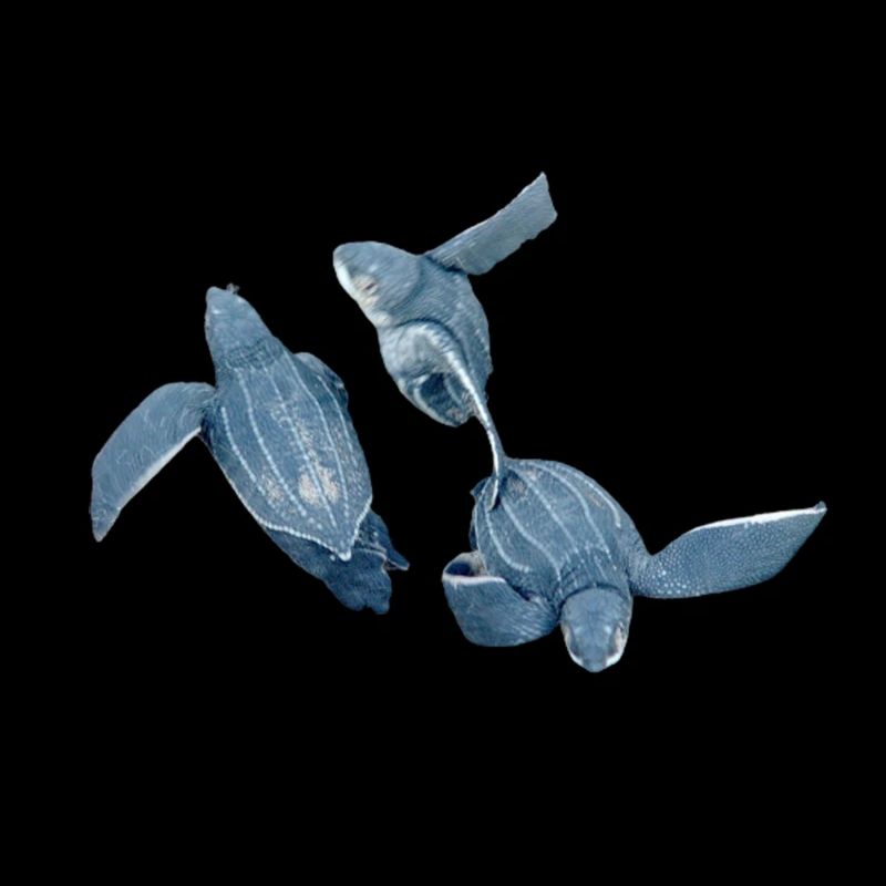 tortue luth 2