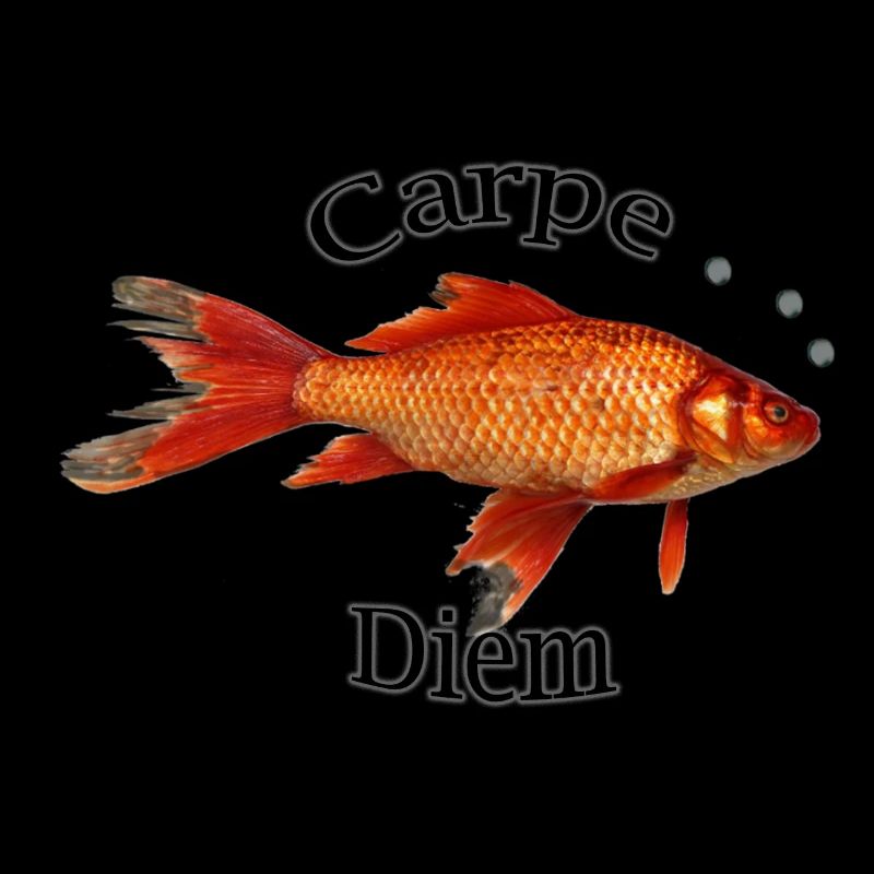 Carpe diem !