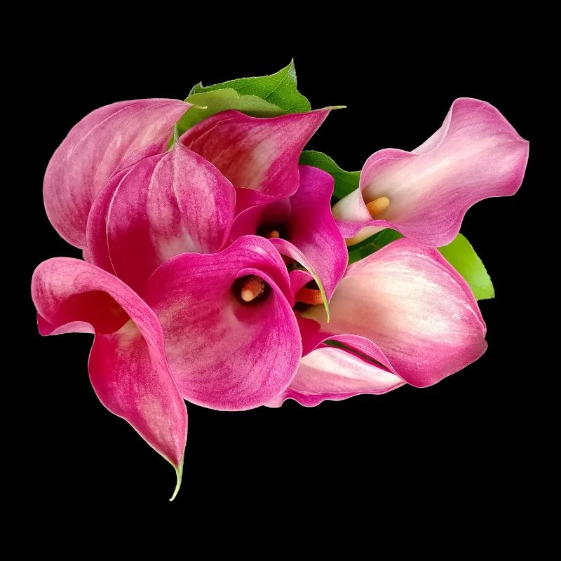 Calla lily
