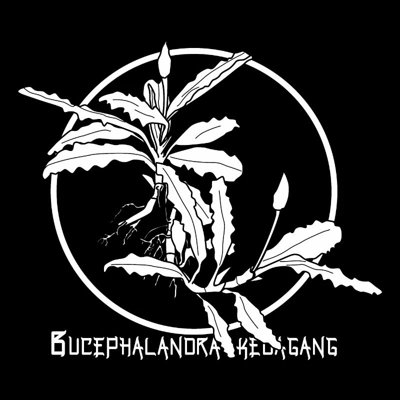 Bucephalandra kedagang