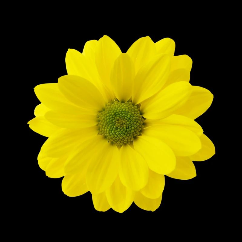 Fleur jaune